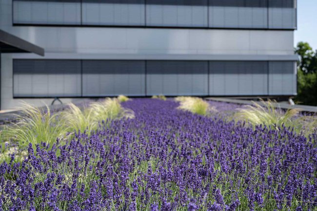 Bienenfutter: Lavendel dient als Campus-Begrünung